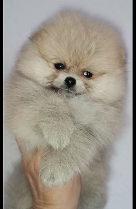 Вязанные носки собачьи