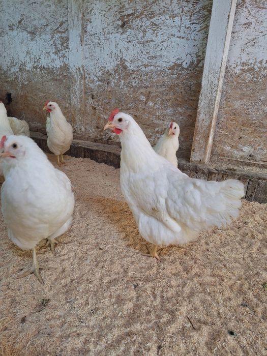 Продам курей несушки