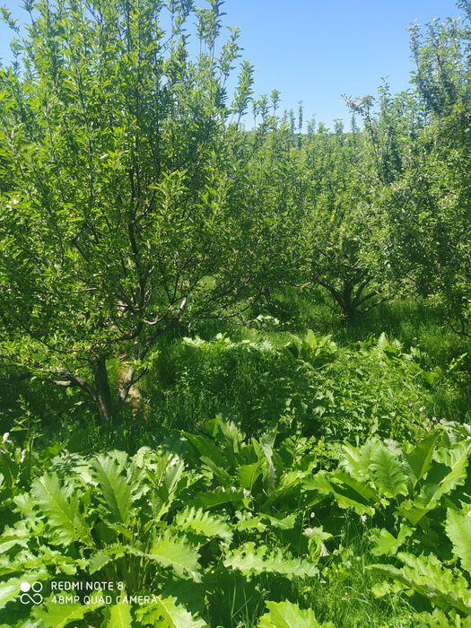 Chimgan qishligida yer sotiladi