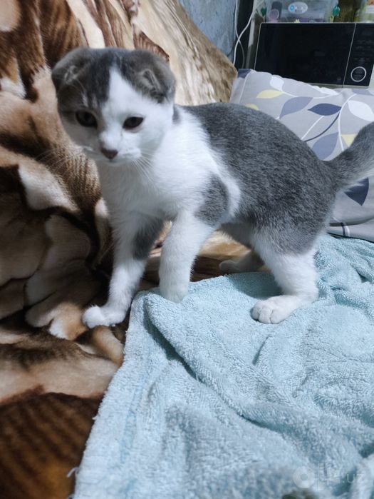 Scottish fold malchik