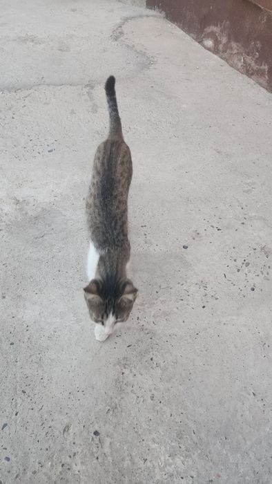 mushuk tekin beriladi