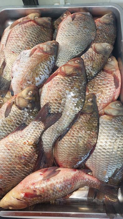 Продажа свежей речной рыбы