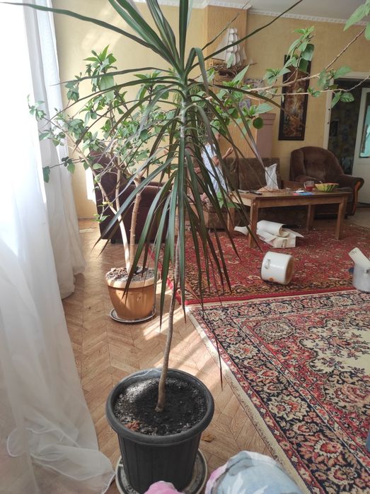 Комнатные цветы даром