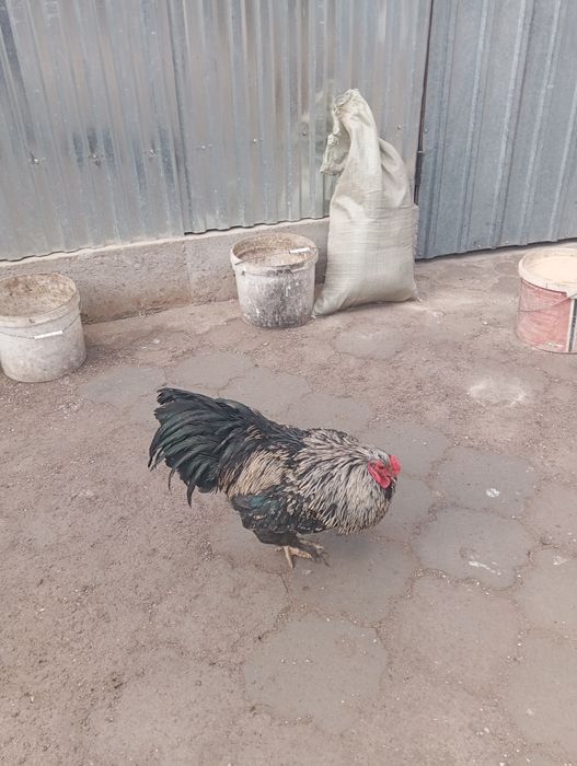 Продам курят влд