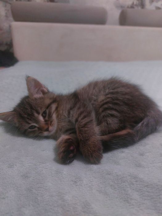 Котята–мальчики.