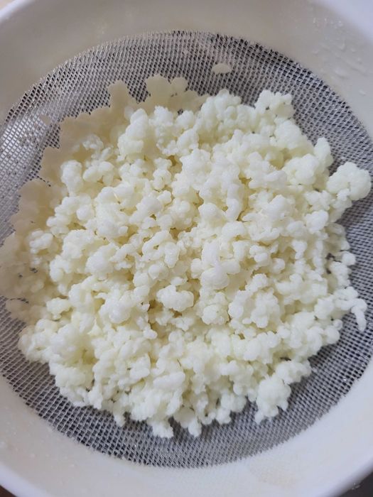 Ciuperca tibetana [chefir]