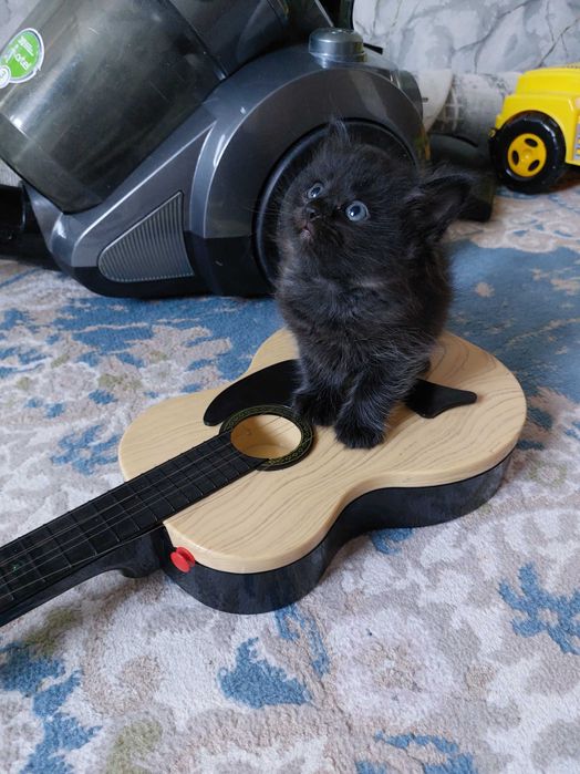 Миленькая кошечка