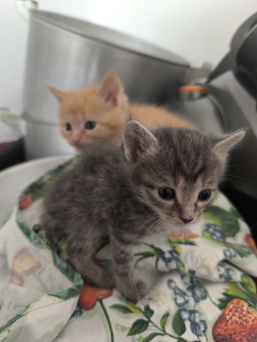 Котята на пристройство