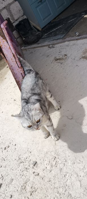 Шотландский кошка