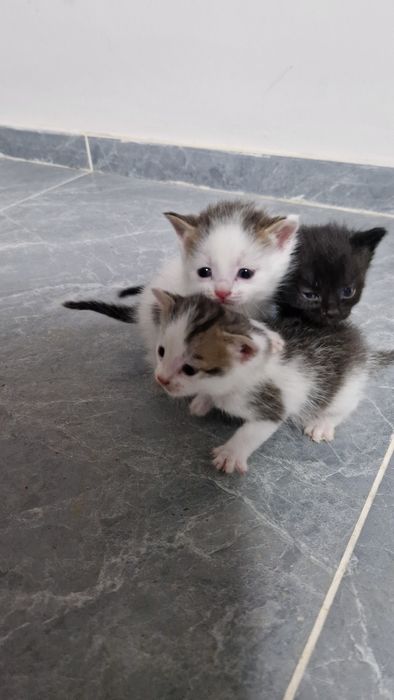 Милые котята ищут добрых людей