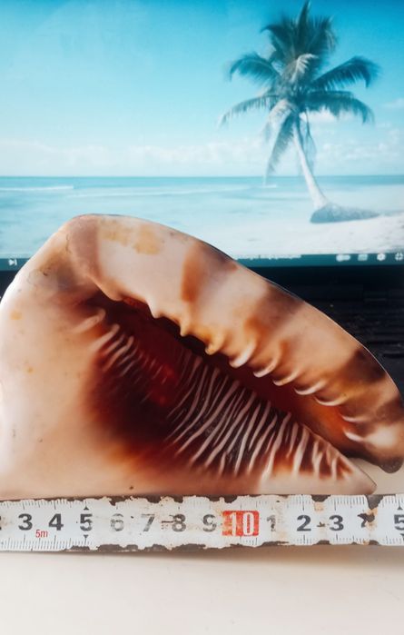 БОЛЬШАЯ РЕДКАЯ ракушка с Кубы , 60е, в идеальном состоянии - 35уе.