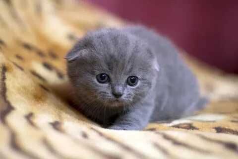 Skotish fold скоттиш фолд narxi bulishi