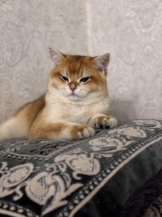 Золотая Шиншила на вязку (опытный) tg:zafaking