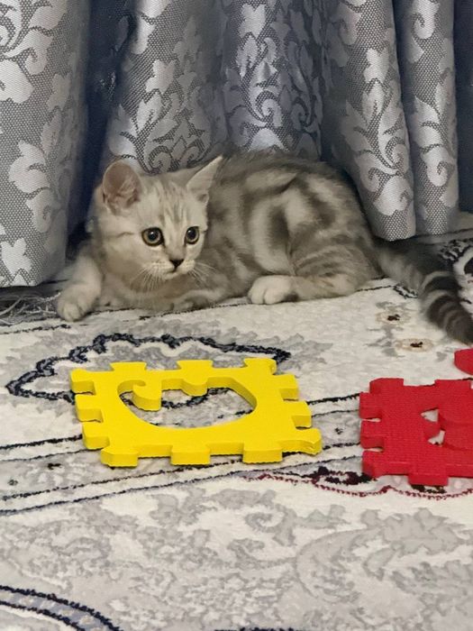 Продаю кошку срочно