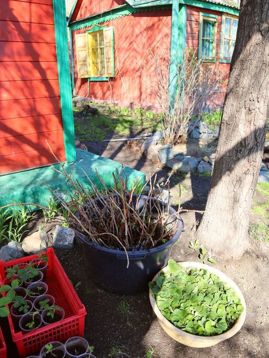 Продам клубнику и малину