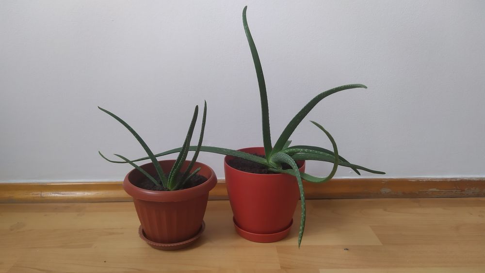 Алое вера комнатные