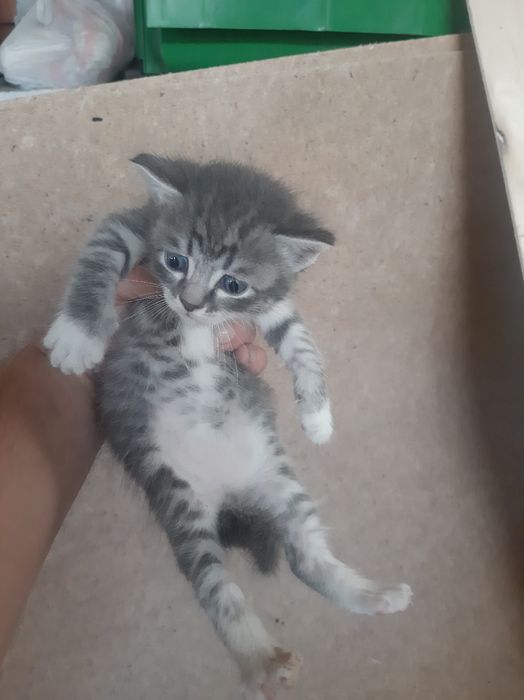 Отдам котят 3 штук