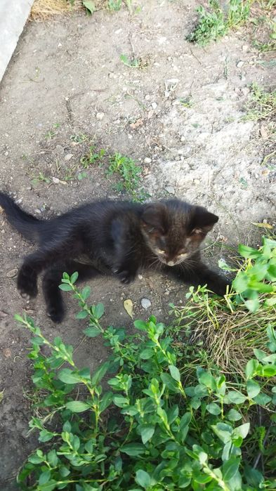 Котята 2 месяца бесплатно