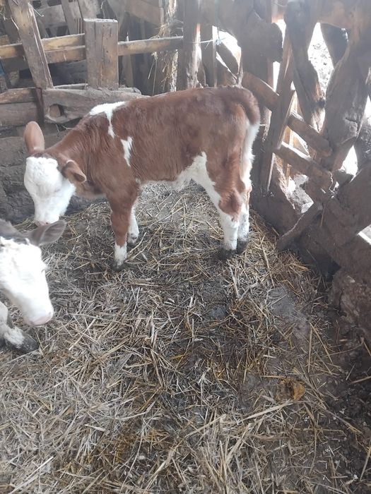 Vand vitea si vitel baltata romaneasca