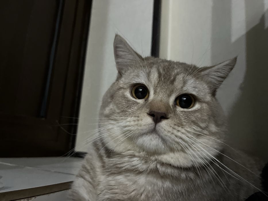 Британская короткашерстная