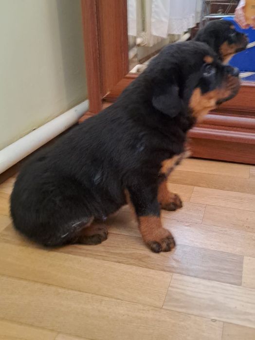 Ротввейлер.        Р