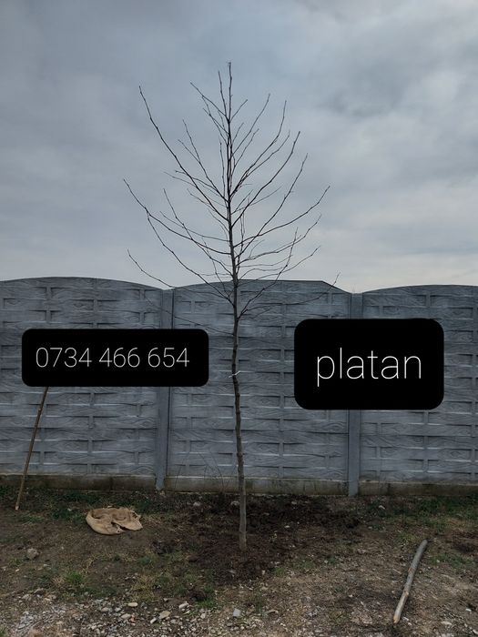 Brazi arginti și verzi  mesteacăn tei