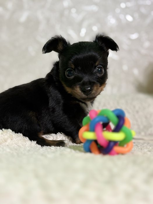 Русский мини Той-терьер