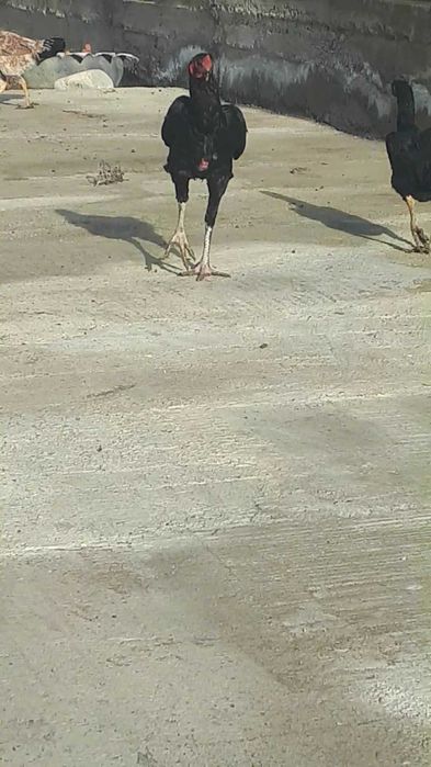 Дакандар срочно сатылады