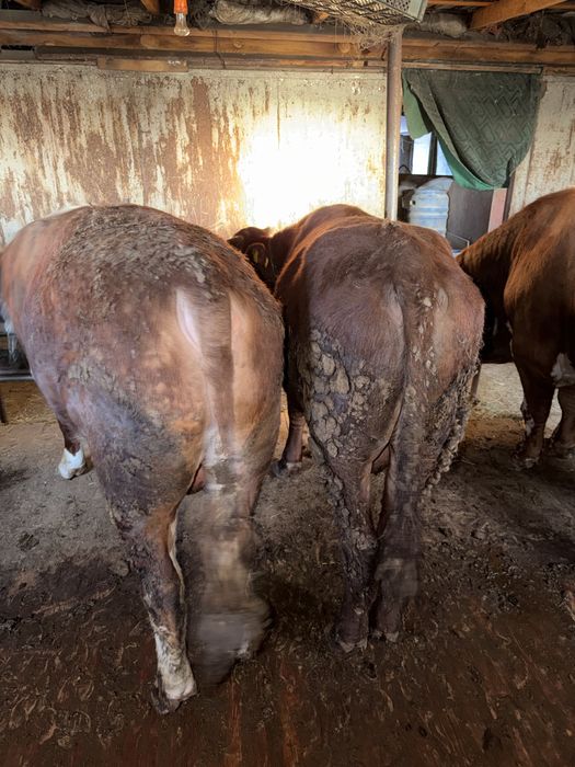 Продаются бычки с откорма