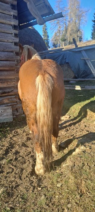 De vânzare mânz de 3 ani