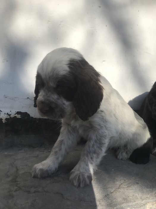 Продам щенки руски спаниель