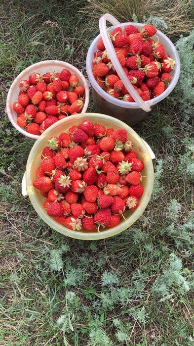 Дача за Новеньким