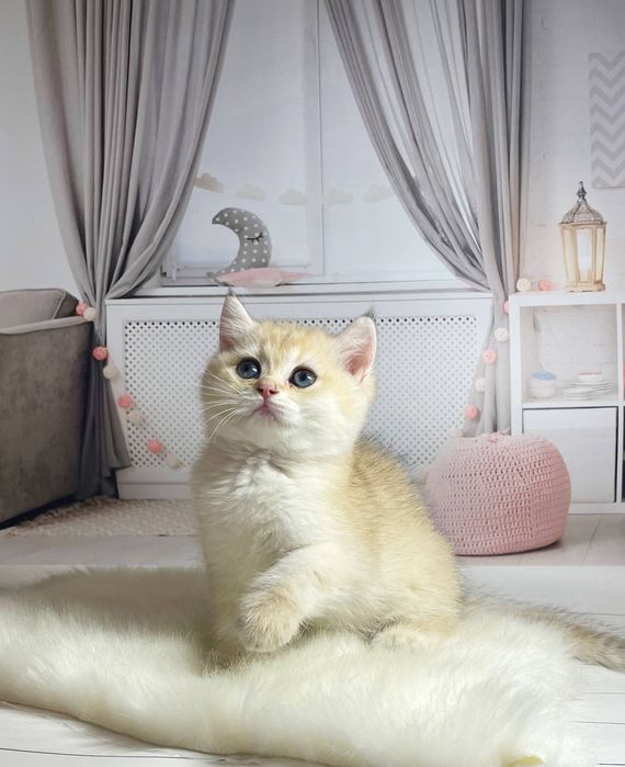 Британские золотые шиншиллы