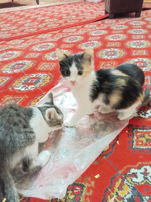 Chiroyli mushuklar bor zotdor emas