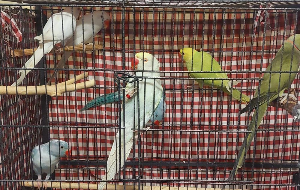 Vând papagali Amazon vorbitori mai multe rase