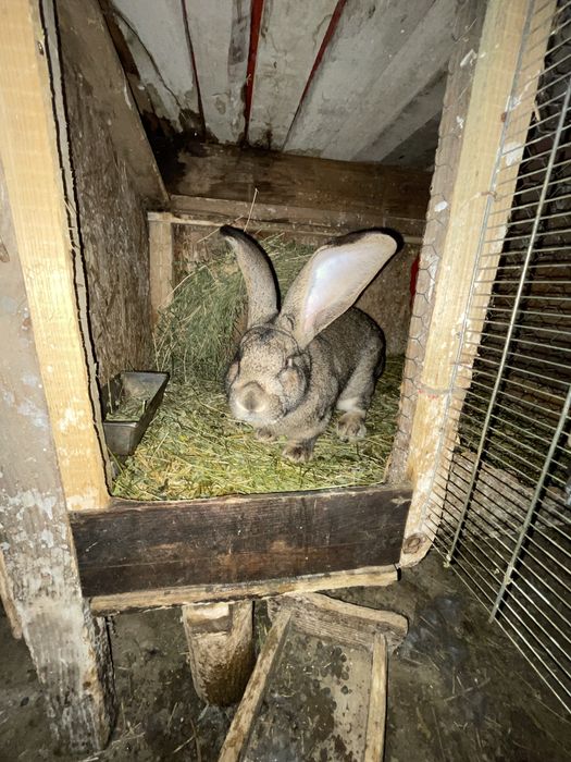 Vand    pereche iepuri uriasul german