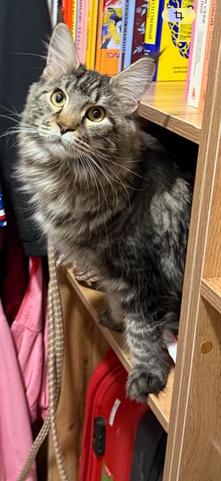 Мейн кун оригинал