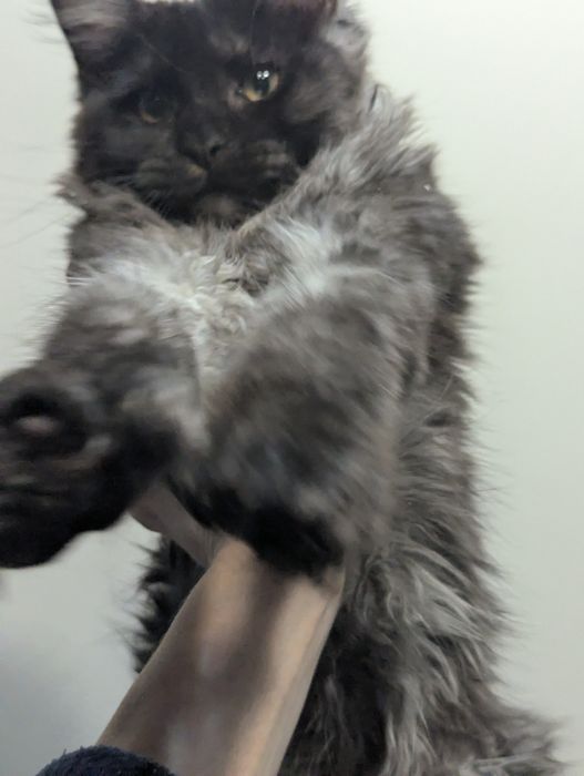 Мейн Кун Полидакт Каспи рассрочка