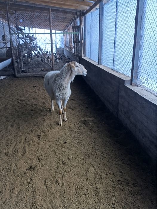 Кошкар крупный производитель
