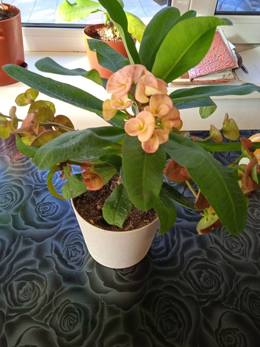 Дом и сад комнатные растения