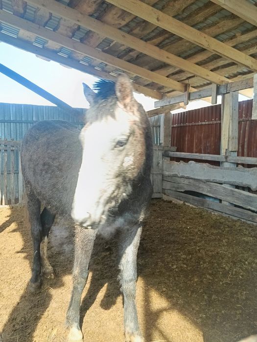 Продам коней ...