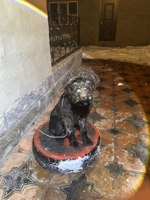 Продам щенка дратхаара