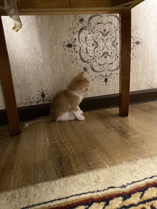 Марғаулар сатылады. Бір данасы 5000 тг