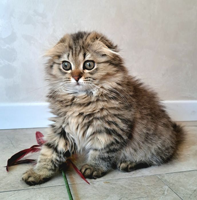 Шотландские котята с документами