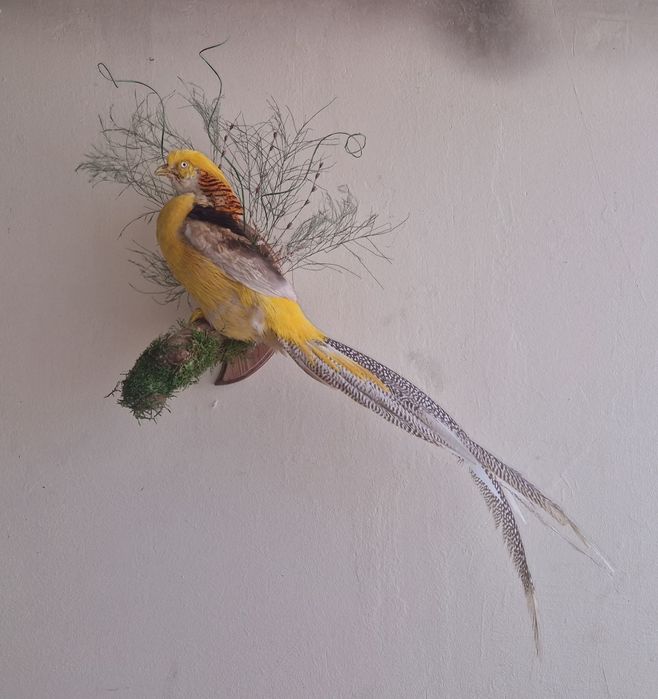 Златни фазани  препарирани