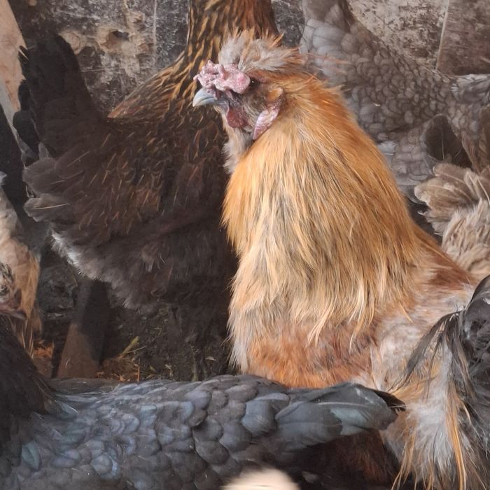 Здравствуйте. Продам петушка.