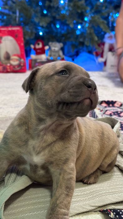 Продаются щенята породы питбуль