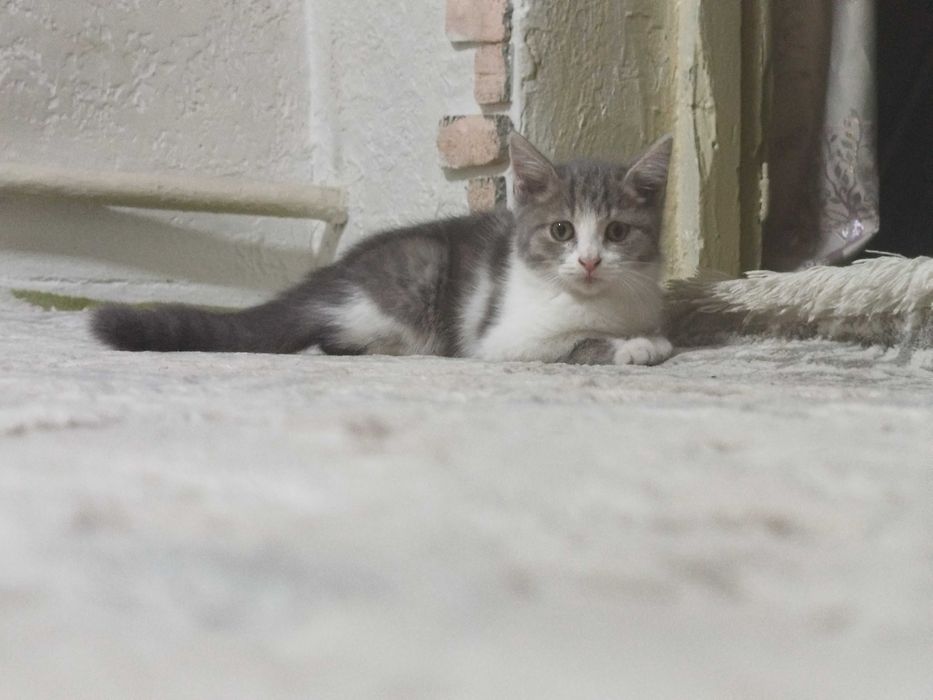 Котёнок девачка милашка