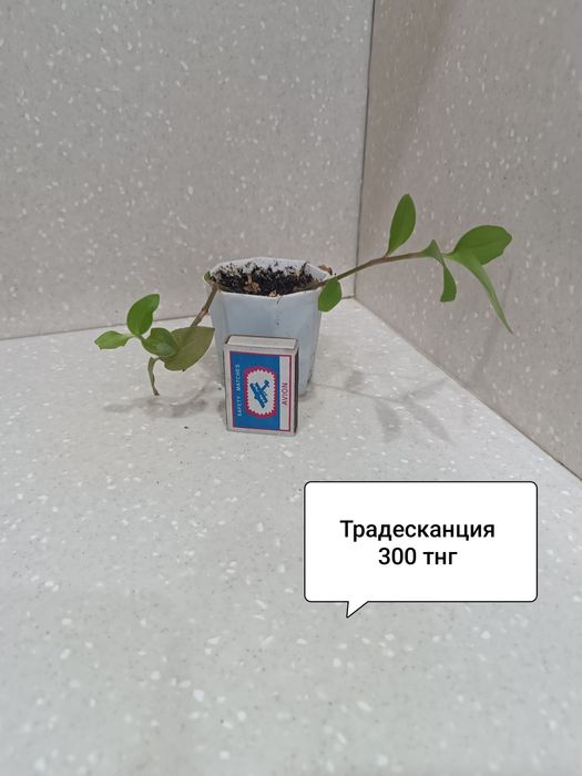 Цветы комнатные в горшках