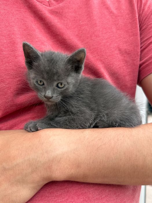 Красивые котята. Бесплатно